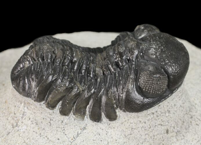 Austerops Trilobite With Nice Eyes - Morocco #54408